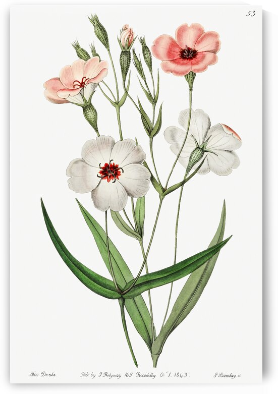 Dark-eyed viscaria from Edwards Botanical Register 1829-1847  by Sydenham Edwards John Lindley and James Ridgway. by IStockHistory com