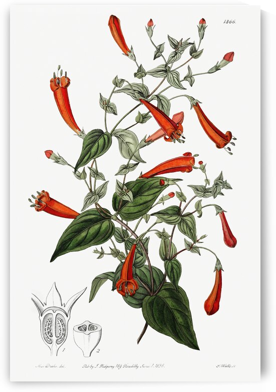 Heart-leaved manettia from Edwards Botanical Register 1829-1847  by Sydenham Edwards John Lindley and James Ridgway. by IStockHistory com