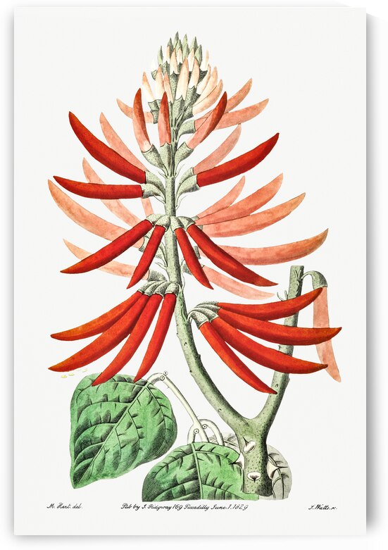 Naked-flowering Erythrina from Edwards Botanical Register 1829-1847  by Sydenham Edwards John Lindley and James Ridgway. by IStockHistory com