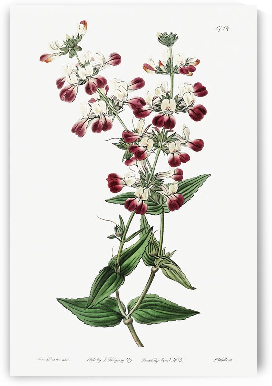 Two-colored collinsia from Edwards Botanical Register 1829-1847  by Sydenham Edwards John Lindley and James Ridgway. by IStockHistory com