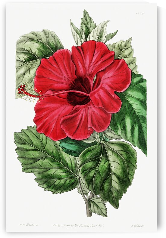 Single-flowered Chinese rose mallow from Edwards Botanical Register 1829-1847  by Sydenham Edwards John Lindley and James Ridgway. by IStockHistory com