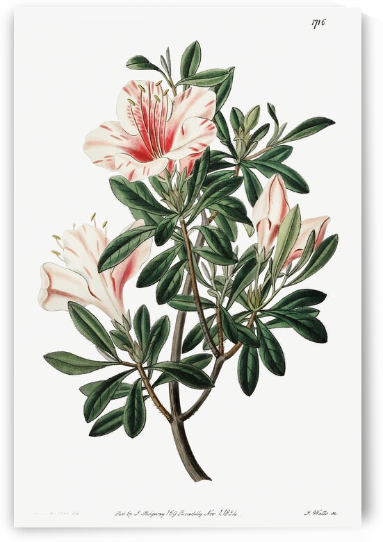 The variegated Chinese azalea from Edwards Botanical Register 1829-1847  by Sydenham Edwards John Lindley and James Ridgway. by IStockHistory com