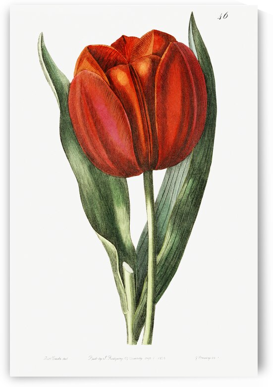 Gesners tulip from Edwards Botanical Register 1829-1847  by Sydenham Edwards John Lindley and James Ridgway. by IStockHistory com