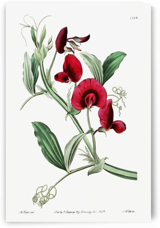 The tangier pea from Edwards Botanical Register 1829-1847  by Sydenham Edwards John Lindley and James Ridgway. by IStockHistory com