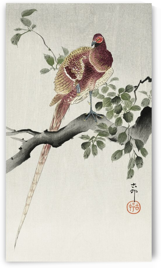 Copper pheasant 1900 - 1930 by Ohara Koson 1877-1945. by IStockHistory com