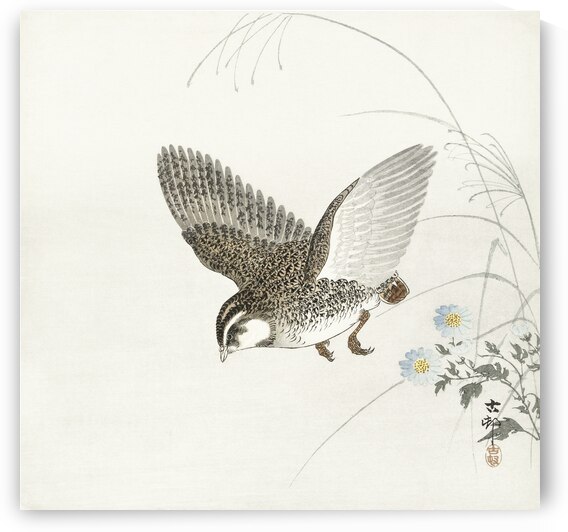 Flying quail 1900 - 1930 by Ohara Koson 1877-1945. by IStockHistory com