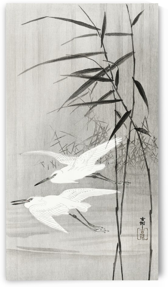 Two sable red tails with cherry blossom 1900 - 1936 by Ohara Koson 1877-1945. by IStockHistory com