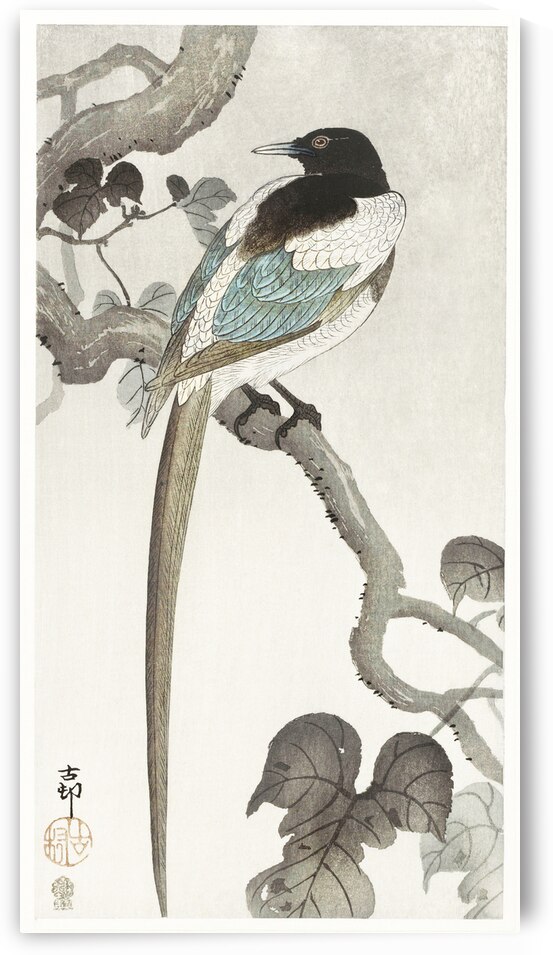 Magpie on tree branch 1900 - 1910 by Ohara Koson 1877-1945. by IStockHistory com