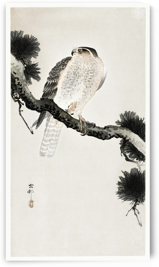 Hawk on pine branch 1900 - 1930 by Ohara Koson 1877-1945. by IStockHistory com