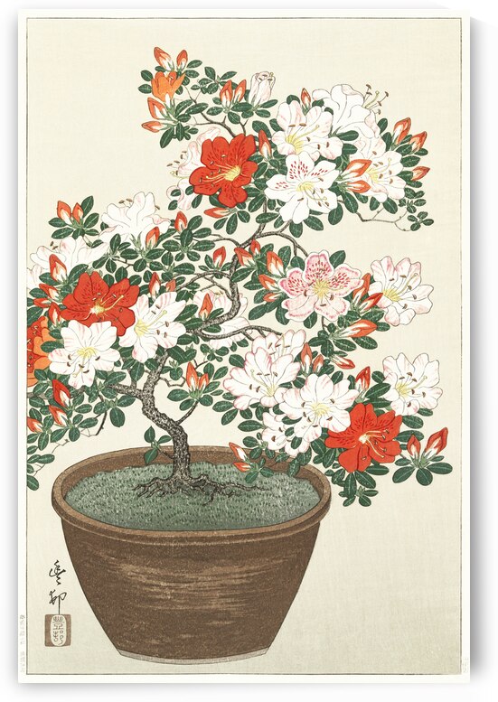 Blooming azalea in brown pot 1920 - 1930 by Ohara Koson 1877-1945. by IStockHistory com