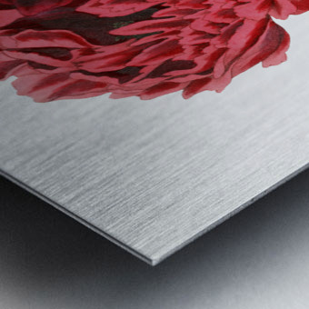 Potts Chinese peony from Edwards Botanical Register 1829-1847  by Sydenham Edwards John Lindley and James Ridgway. Metal print