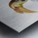 Rhytidoceros subruficollis 1882 Metal print