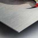 Euplocamus lineatus. 1872 Metal print