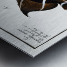 1. Chaetodon unimaculatus 2. Arc-Fish Chaetodon arcuatus Metal print