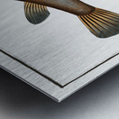 Sea Weather-Cock Tetrodon Hispidus Metal print