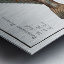 Plaise Pleuronectes Platessa Metal print