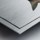 Gwiniad Salmo Lavaretus Metal print