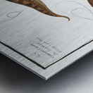 1. Gymnotus brachiurus 2. Gymnotus Carapo Metal print