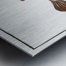 Spenglers Tetrodon Tetrodon Spengleri Metal print