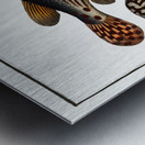 Striped Globe Tetrodon leneatus Metal print