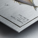 1. Cross-spine Scomber aculeatus 2. Spur-back Scomber Calcar Metal print