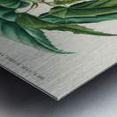 Begonia Begonia incarnata Metal print