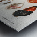 Different types of mollusks Metal print
