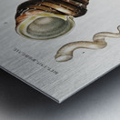 Different types of mollusks Metal print