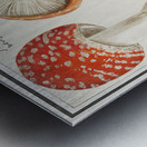 Mushrooms in vintage style Metal print