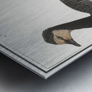 Domestic goose in vintage style Metal print