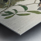 Chesnut-backed Titmouse Black-capt Titmouse and Chesnut-crowned Titmouse Metal print