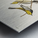 Black-throated green Warbler Blackburnian and Mourning Warbler Metal print