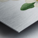 Pacific Dogwood Cornus nuttallii 1933 Metal print