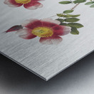 Vintage burnet rose Metal print