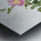 Pink sweet briar rose Metal print