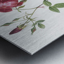 Velvet china rose in bloom Metal print