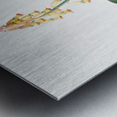 Lachenalia tricolor illustration  Metal print