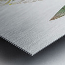 Iris florentina illustration  Metal print