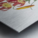 Turban lily illustration  Metal print