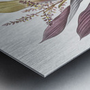 Cordyline fruticosa illustration  Metal print