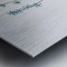 Star squill illustration  Metal print