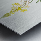 Stalked bulbine illustration  Metal print