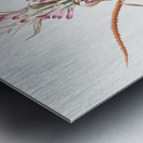 Barbary nut illustration  Metal print