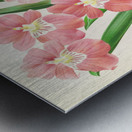 Odontoglossum Vexillarium Metal print