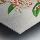 Odontoglossum wilckeanum albens Metal print