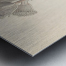 Arnica [Oldenburgia grandis] 1817 Metal print