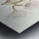 Amaryllis Picta. 1834 Metal print