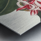 Crinium Augustum. [Queen Emma] 1834 Metal print