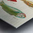 Colourful and surreal illustrations of fishes found in Moluccas Indonesia and the East Indies by Louis Renard 1678 -1746 from Histoire naturelle des plus rares curiositez de la mer des Indes 1754. Metal print
