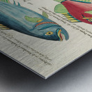 Colourful and surreal illustrations of fishes found in Moluccas Indonesia and the East Indies by Louis Renard 1678 -1746 from Histoire naturelle des plus rares curiositez de la mer des Indes 1754. Metal print